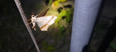 Chiasmia majestica