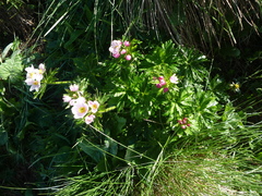 Anemonastrum fasciculatum
