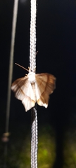 Chiasmia majestica
