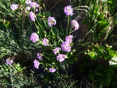 Primula auriculata