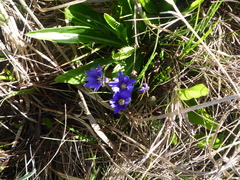 Gentiana dshimilensis