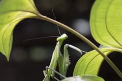 Macromantis hyalina