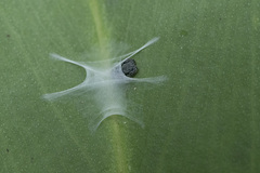 Fritzia muelleri