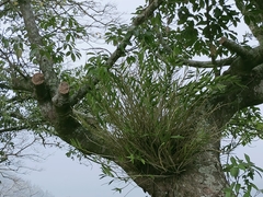 Dendrobium chryseum