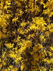 Forsythia × intermedia