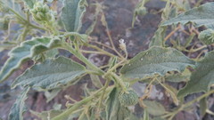 Chrozophora oblongifolia