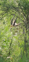 Gazella gazella