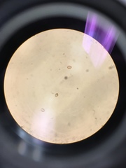 Coprinellus flocculosus image