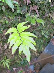 Cyrtomium devexiscapulae