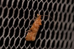Lobesia xylistis