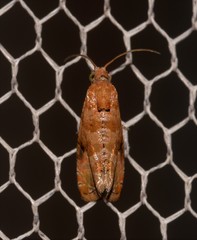 Lobesia xylistis