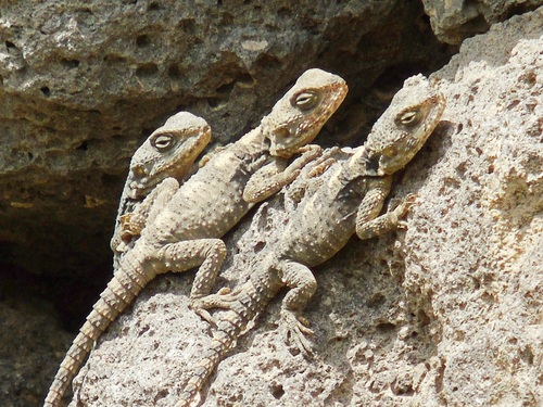 Roughtail Rock Agama, photo 3 of 10