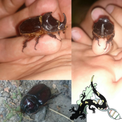 Oryctes nasicornis corniculatus