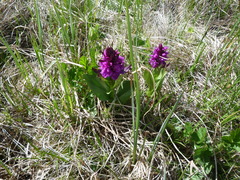 Dactylorhiza euxina