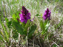 Dactylorhiza euxina