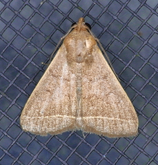 Simplicia cornicalis