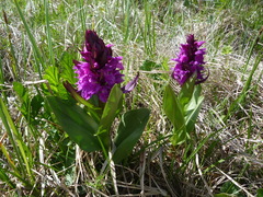 Dactylorhiza euxina