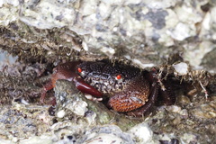 Eriphia ferox