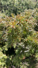Juniperus