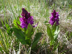 Dactylorhiza euxina