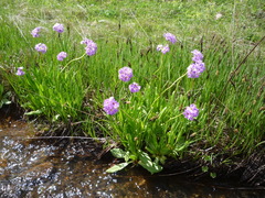 Primula auriculata
