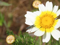 Oedemera crassipes