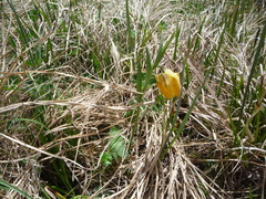 Fritillaria collina