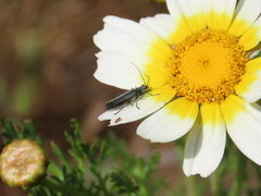 Oedemera crassipes