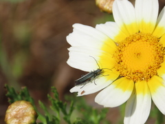 Oedemera crassipes