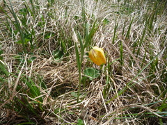 Fritillaria collina