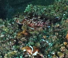 Sebastiscus marmoratus