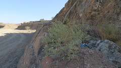 Chrozophora oblongifolia