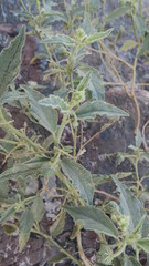 Chrozophora oblongifolia