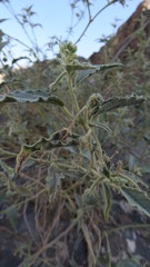 Chrozophora oblongifolia