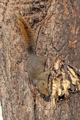 Callosciurus erythraeus