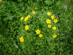 Trollius ranunculinus
