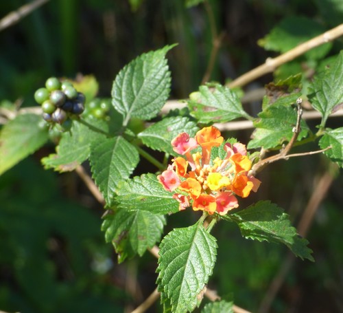 Lantana camara image