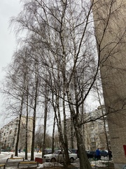 Betula pendula