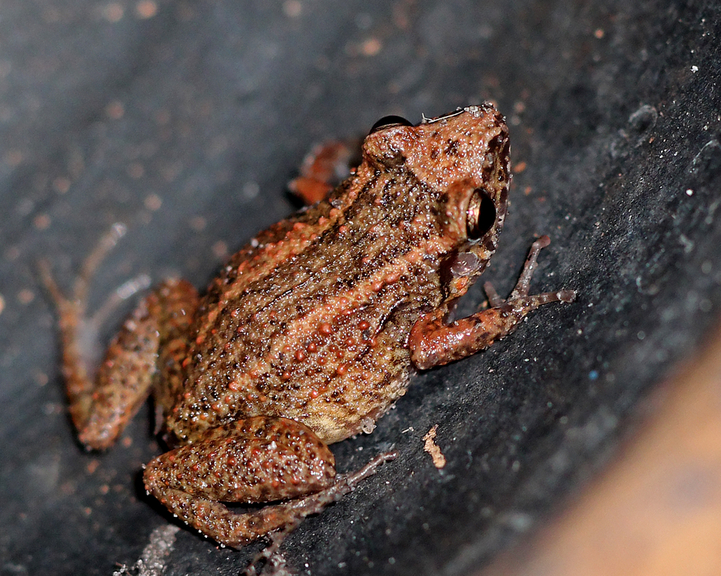 Greenhouse Frog (Amphibians of Hawaii) · iNaturalist