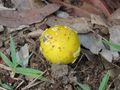 Amanita flavella