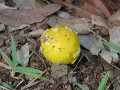 Amanita flavella