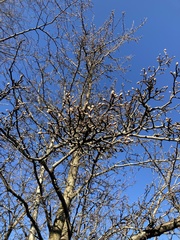 Magnoliopsida