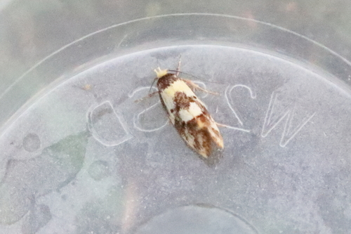 Oecophoridae