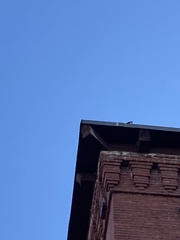 Aves