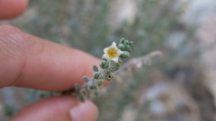 Echiochilon persicum