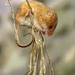 Eurasian Harvest Mouse - Photo (c) Natural  England, some rights reserved (CC BY-NC-ND)