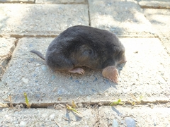 Talpa europaea