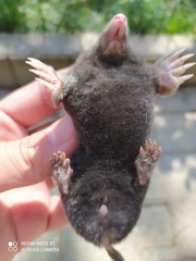Talpa europaea