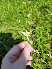 Rhynchospora colorata image