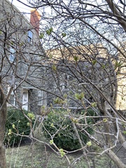 Magnoliopsida